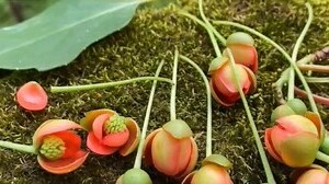 白玉菩提 功效